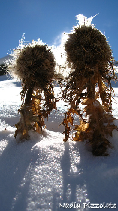 calendario montagneinvalledaosta.com